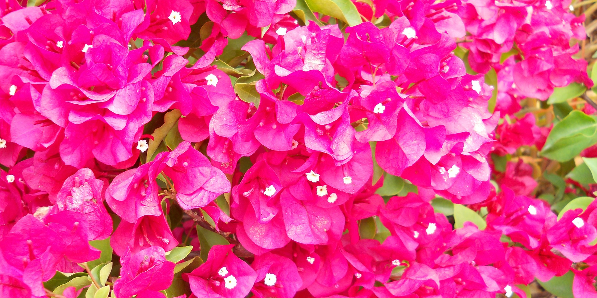 Seagull Apartments - Bougainvillea 2